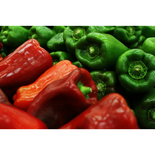 Graines de Piment Poivron doux Yolo Wonder