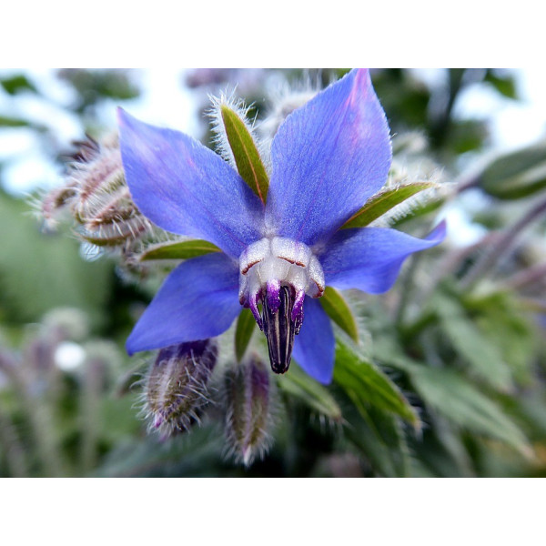 Graines de Bourrache officinale