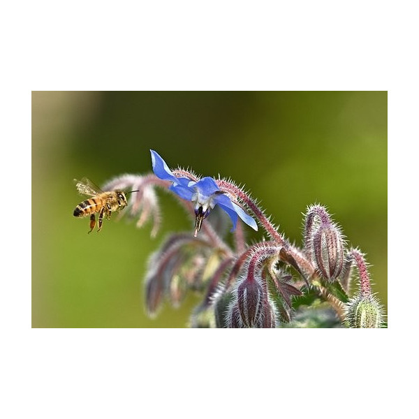 Graines de Bourrache officinale