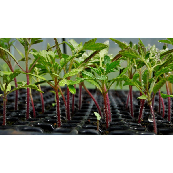 Graines de Tomate Cœur de bœuf