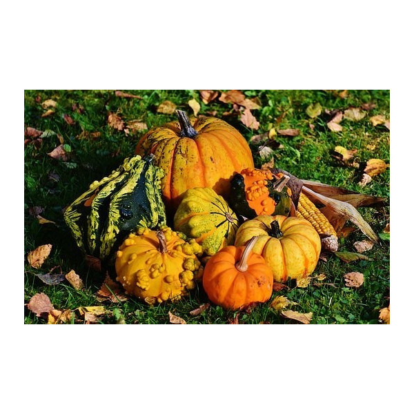 Graines de coloquinte à petits fruits