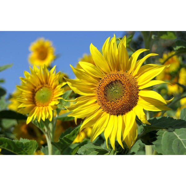 Graines de Tournesol, Soleil Géant Uniflorus Giganteus