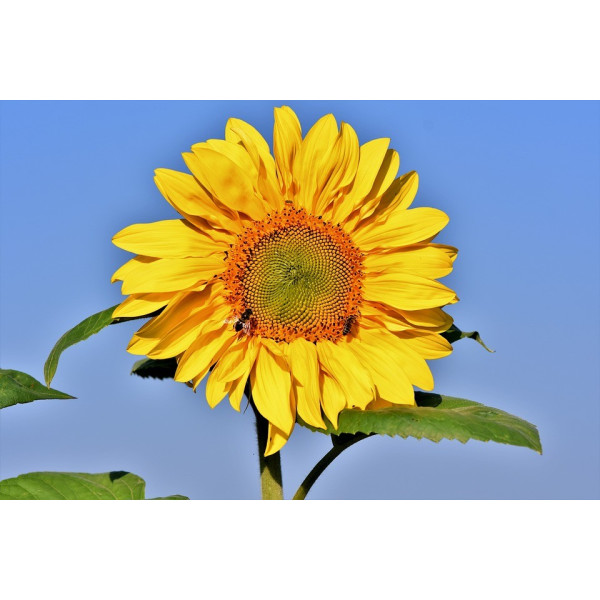 Graines de Tournesol, Soleil Géant Uniflorus Giganteus