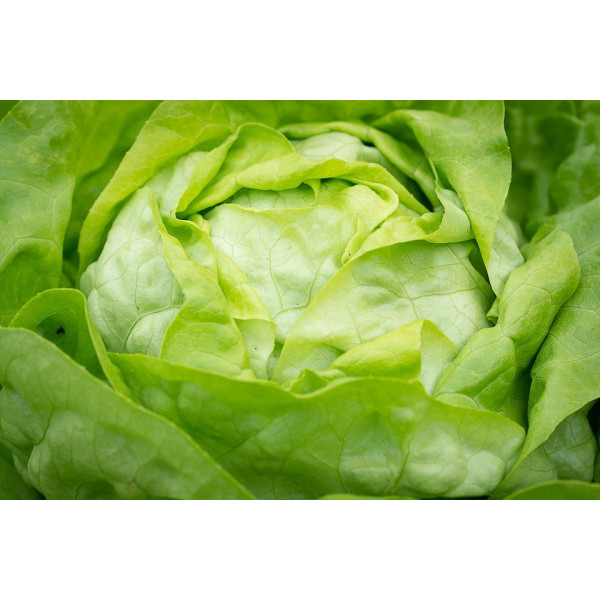 Graines de Laitue de Printemps Gotte jaune d'or