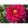 Graines de Dahlia Unwin 1/2 nain varié