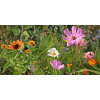 Graines de Mélange de fleurs pour bouquets et massifs