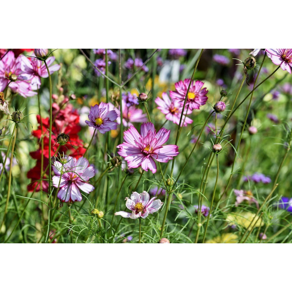 Graines de Mélange de fleurs pour bouquets et massifs