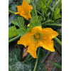 Graines de Courgette hybride diamant