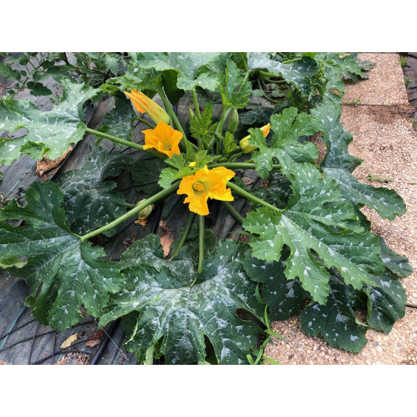 Graines de Courgette hybride diamant
