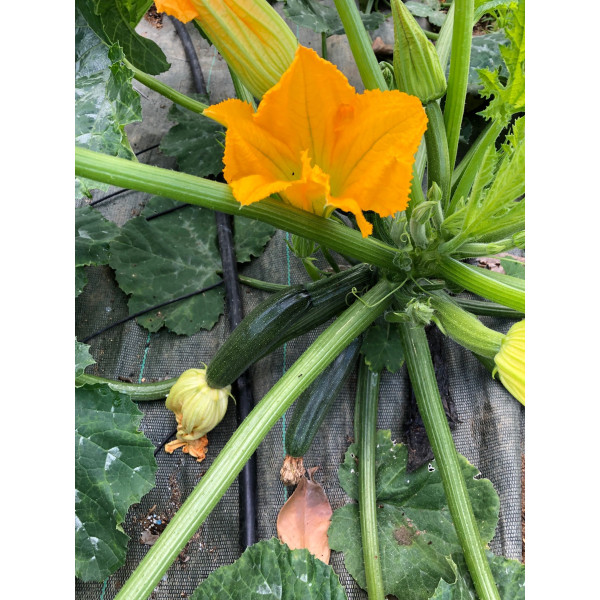 Graines de Courgette hybride diamant