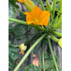 Graines de Courgette hybride diamant