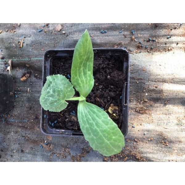 Graines de Courgette hybride diamant