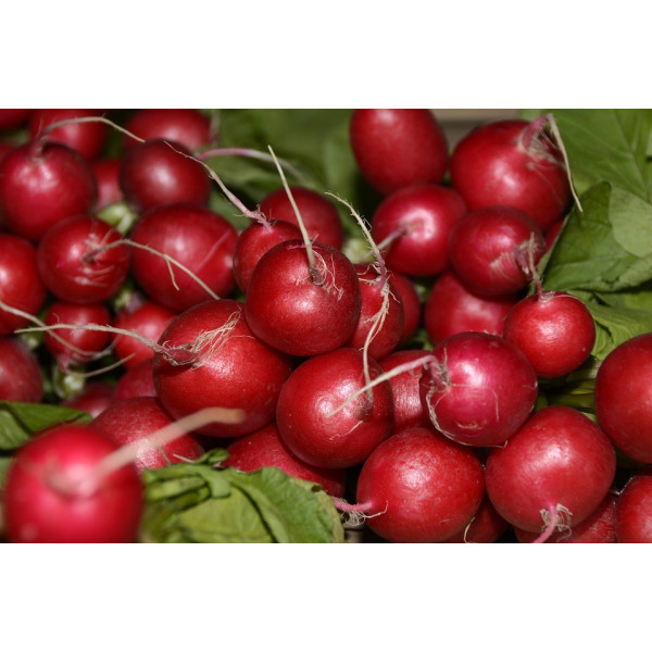 Graines de Radis à forcer rond écarlate