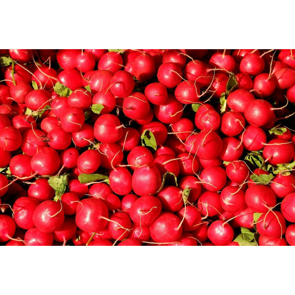 Graines de Radis à forcer rond écarlate