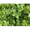Graines de Menthe Verte vraie