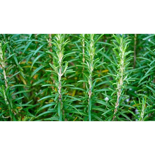 Graines de Romarin officinal