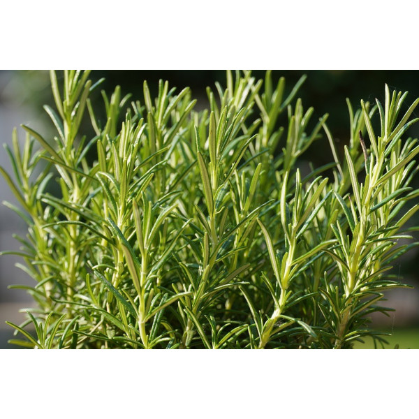 Graines de Romarin officinal