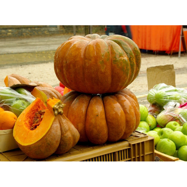 Graines de Courges Musquées d'hiver de Provence