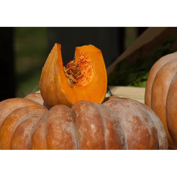 Graines de Courges Musquées d'hiver de Provence