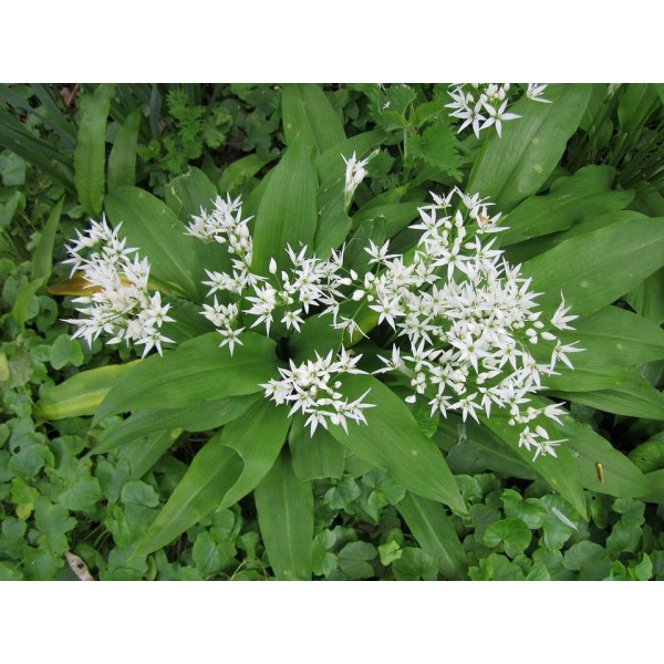 Graines Ail des Ours