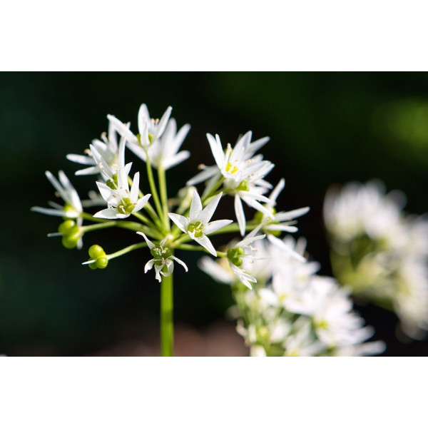 Graines Ail des Ours