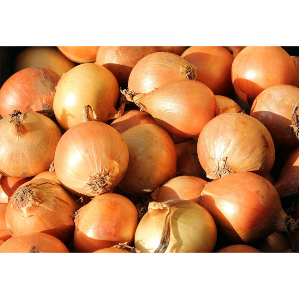 Graines d'Oignon Jaune Paille des Vertus