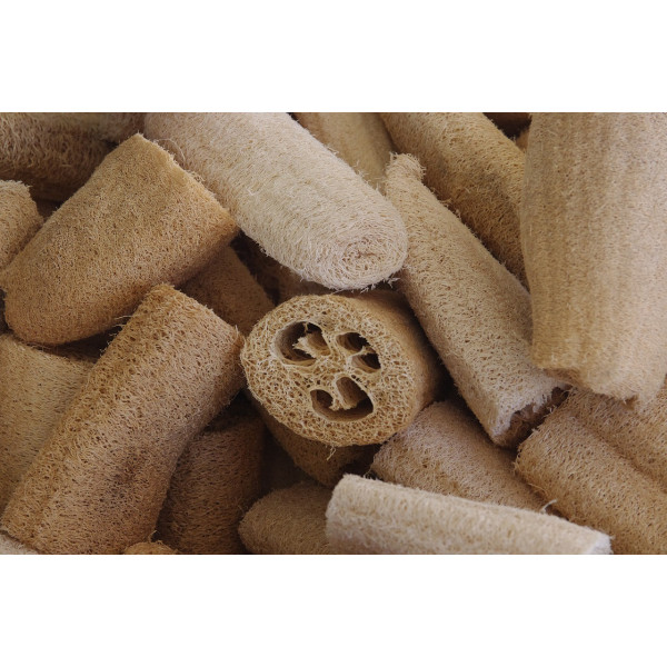 Graines Courges éponges, luffa cylindrica