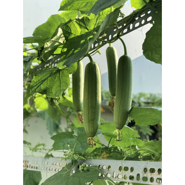 Graines Courges éponges, luffa cylindrica