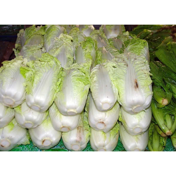 Chou de Chine Pe Tsai 