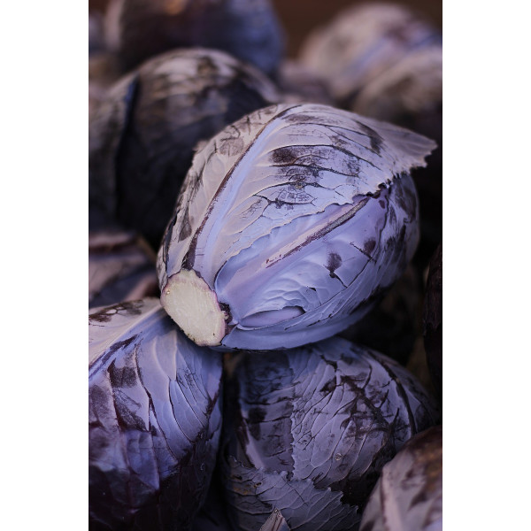 Chou rouge Tête noire 