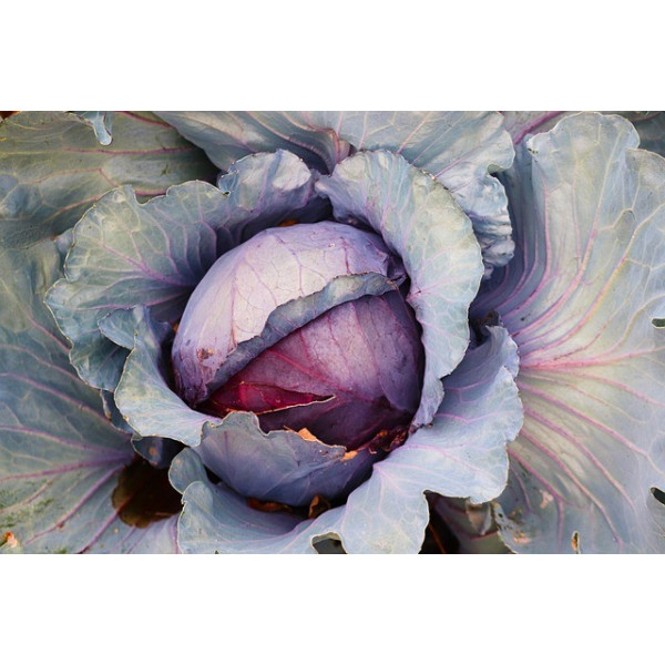 Chou rouge Tête noire 