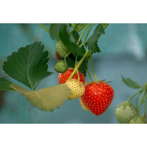 Fraisier des 4 saisons 