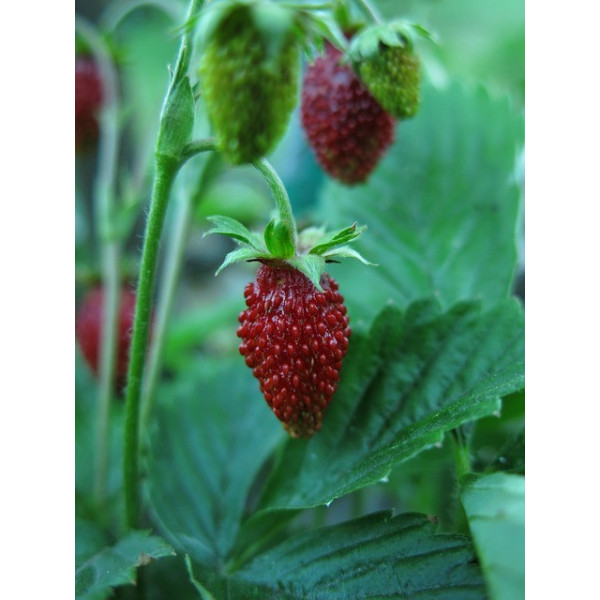 Fraisier des 4 saisons 