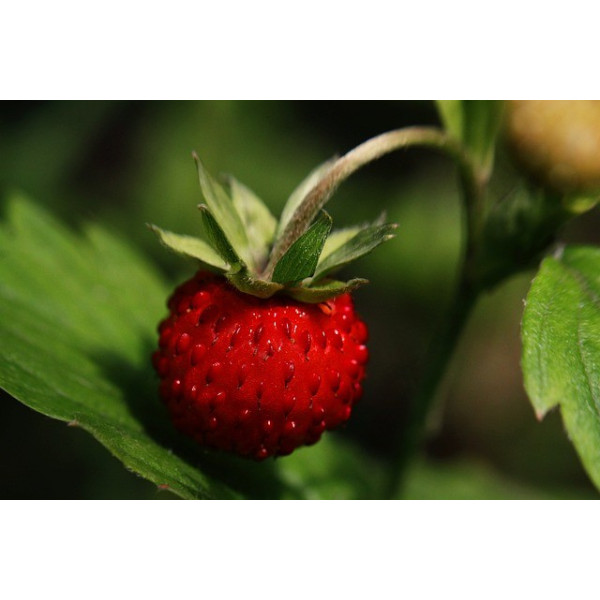 Fraisier des 4 saisons 