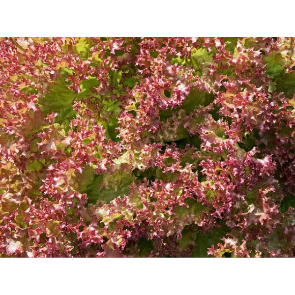 Laitue à couper Lollo Rossa 