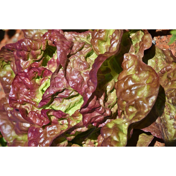 Laitue Batavia rouge Grenobloise 