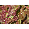 Laitue Batavia rouge Grenobloise 