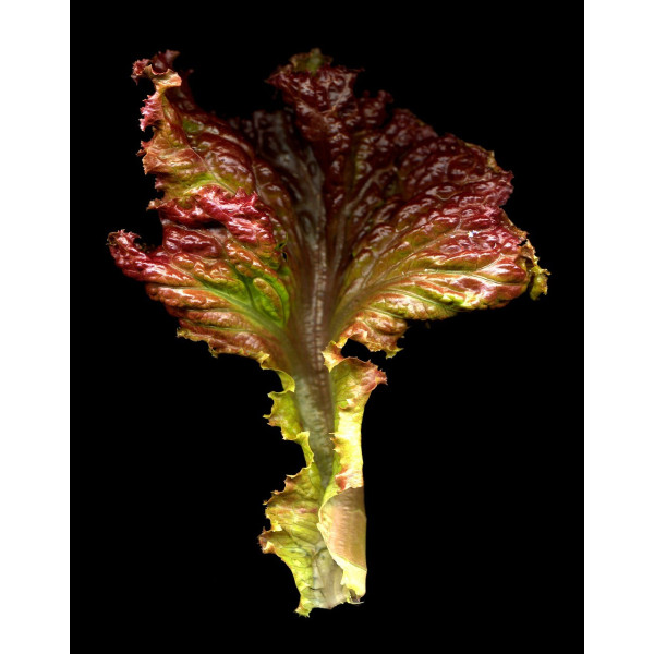 Laitue Batavia rouge Grenobloise 