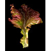 Laitue Batavia rouge Grenobloise 
