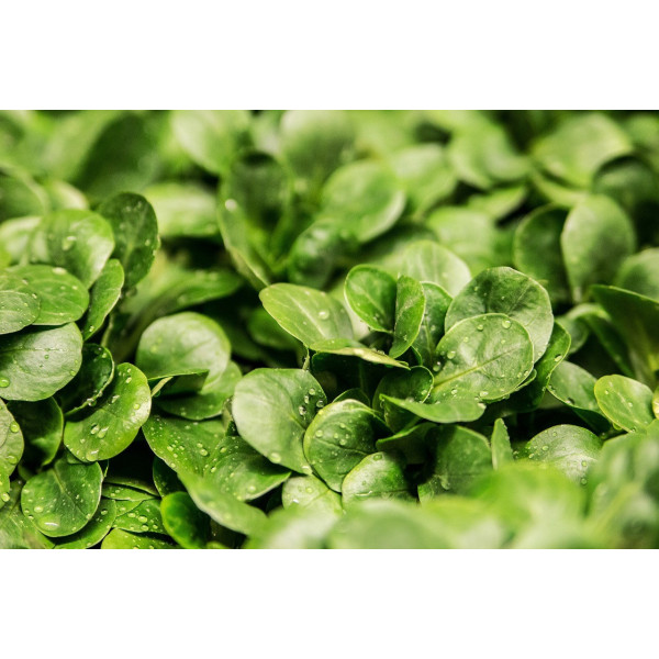 Mâche verte de Cambrai 