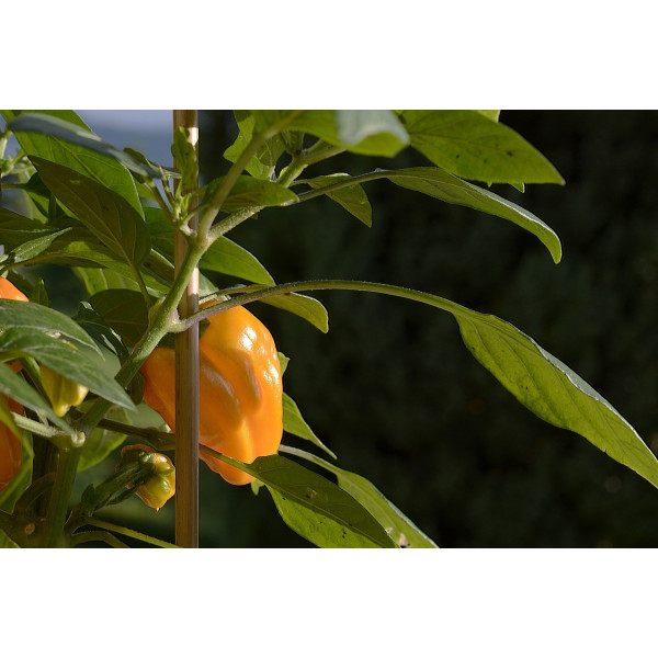 Piment Poivron petit marseillais 