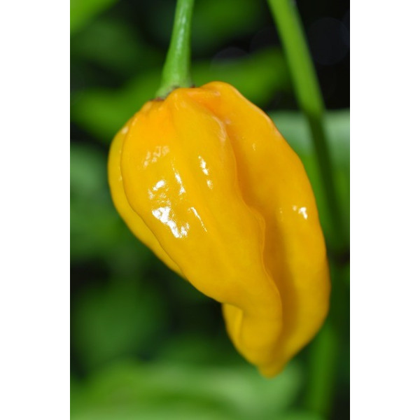 Piment Poivron petit marseillais 