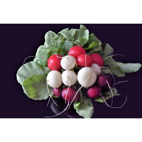 Radis ronds en mélange (rouges, violets, jaunes, blancs) 