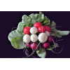 Radis ronds en mélange (rouges, violets, jaunes, blancs) 