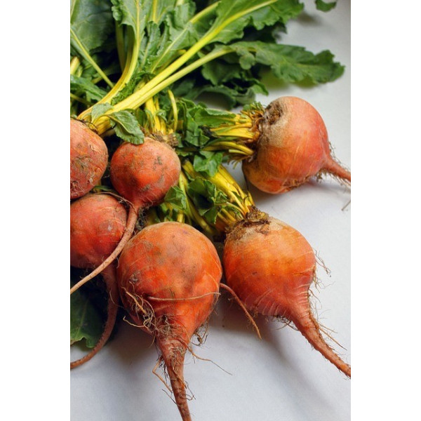 Betterave burpee's golden 