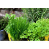 Collection de 7 variétés de graines aromatiques 