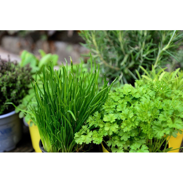 Collection de 7 variétés de graines aromatiques 