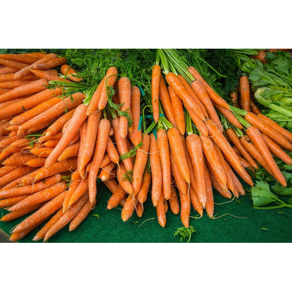 Carotte Nantaise améliorée bio 