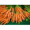 Carotte Nantaise améliorée bio 