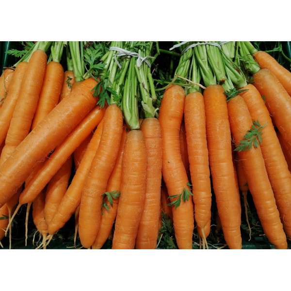 Carotte Nantaise améliorée bio 